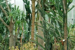 collection of tree-like cacti and other succulents in the interior of the greenhouse photo