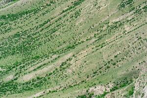 paisaje de un herboso montaña Pendiente cubierto con rutas pisoteado por vacas foto