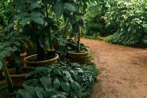 tropical plants in pots in a large vintage greenhouse photo