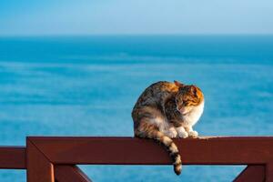 gato sentado en un cerca en contra el antecedentes de el mar foto