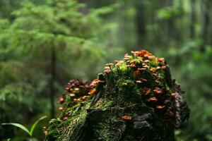 old mossy stump covered with mushrooms in the mysterious twilight of the forest photo