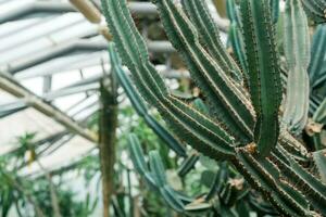 como un árbol cactus y otro suculentas en el interior de el invernadero foto