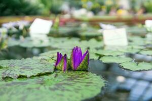 purple buds of a tropical water lily before flowering in a greenhouse pool photo