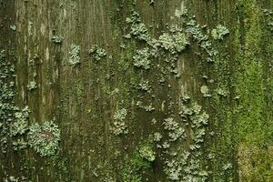 background, texture - surface covered with lichens and moss photo