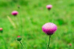 beautiful purple thistle flower close-up against blurred spring landscape photo