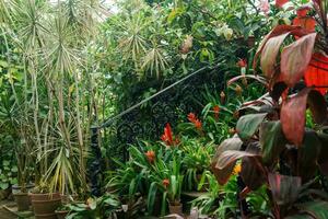 floreciente bromelias en ollas en el pasos de un Clásico escalera entre tropical plantas en un antiguo invernadero foto