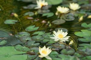 white water lilies blooming in natural habitat photo