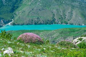 spring mountain landscape with blooming moss campion in the foreground and blurred blue river in the valley on the background photo