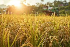 AI generated ripe rice ears on the field and a combine harvester in the background photo