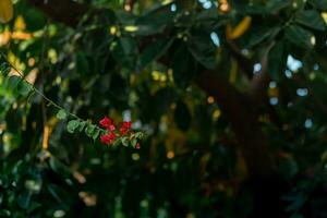 red flowers of a climbing plant against a blurred shady tropical forest photo
