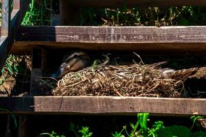 duck mallard nest between the steps of the stairs photo