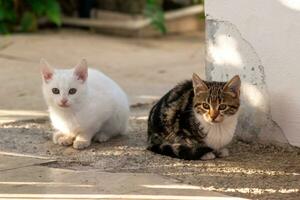 dos gatito se sienta en el camino en el jardín cerca el pared foto