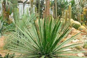 agave en un antecedentes de un grande colección de cactus y suculentas en el invernadero de el botánico jardín foto