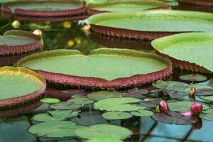 flotante hojas de un gigante agua lirio victoria amazonica foto