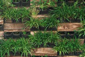 background - elements of vertical gardening, living wall photo