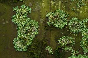 background, texture - surface covered with lichens and moss photo