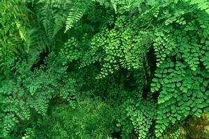 floral partially blurred background with tropical ferns in natural habitat photo