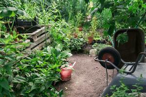 jardinería herramientas, carretillas y riego lata entre plantas en el jardín foto