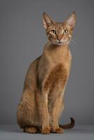 AI generated Abyssinian cat isolated on grey background photo