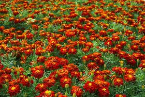 flower bed with marigolds, flower background, landscape photo