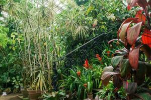 floreciente bromelias en ollas en el pasos de un Clásico escalera entre tropical plantas en un antiguo invernadero foto