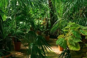 interior of a large greenhouse with palm trees and other tropical plants photo