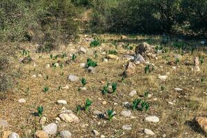 young leaves of some bulbous plants were the first to germinate in spring photo