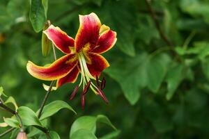 red lily flower on a green natural background photo