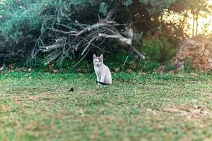 stray kitten near his shelter in the bushes in the park photo