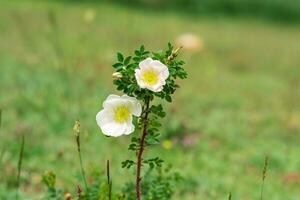 natural white rosehip flowers on a blurred background photo