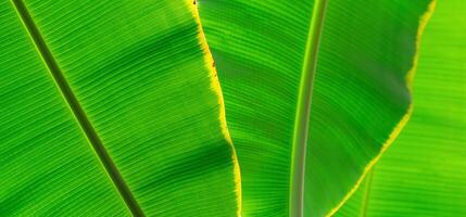 natural green floral background - texture of wide leaves of tropical plant photo
