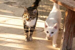 cauteloso y curioso gatitos en el jardín foto