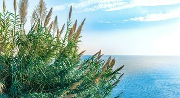 natural landscape with reeds on a cliff above the sea photo