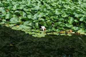 lotus leaves completely cover the surface of the water, pure flowers rise from the swamp mud photo