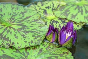 purple buds of a tropical water lily are just starting to open before flowering photo