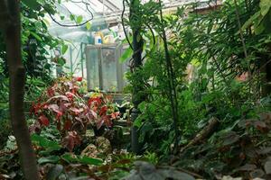 interior of a large greenhouse with a collection of tropical plants ang equipment photo