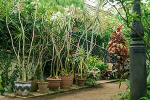 collection of tropical plants in the interior of a vintage greenhouse photo