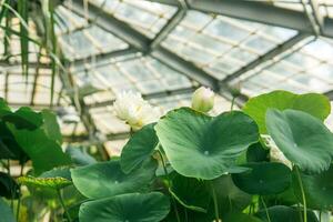lotuses grow under the dome of a large greenhouse photo