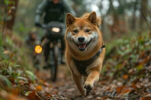 AI generated Shiba Inu dog runs with a cyclist on a walk photo
