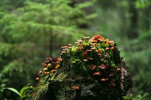 old mossy stump covered with mushrooms in the mysterious twilight of the forest photo