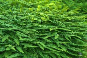 plant background, green leaves, nephrolepis fern covered with dew photo