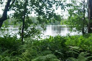 view from the wood thicket to the shore of the forest lake, focus on nearby ferns photo