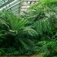 interior of a large greenhouse with a collection of tropical plants photo