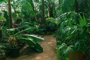 interior of a large greenhouse with palm trees and other tropical plants photo