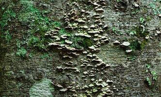 wood mushrooms, moss and lichens on tree bark, background, texture photo