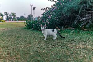 stray cat near his shelter in the bushes in the park photo