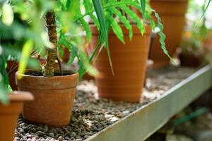 ferns growing in pots on a shelf in a greenhouse photo