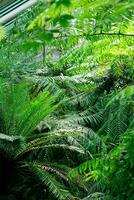 different tropical ferns in large greenhouse photo