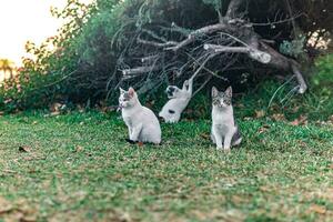 three stray kittens near his shelter in the bushes in the park photo