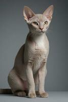 AI generated Devon rex cat isolated on grey background photo